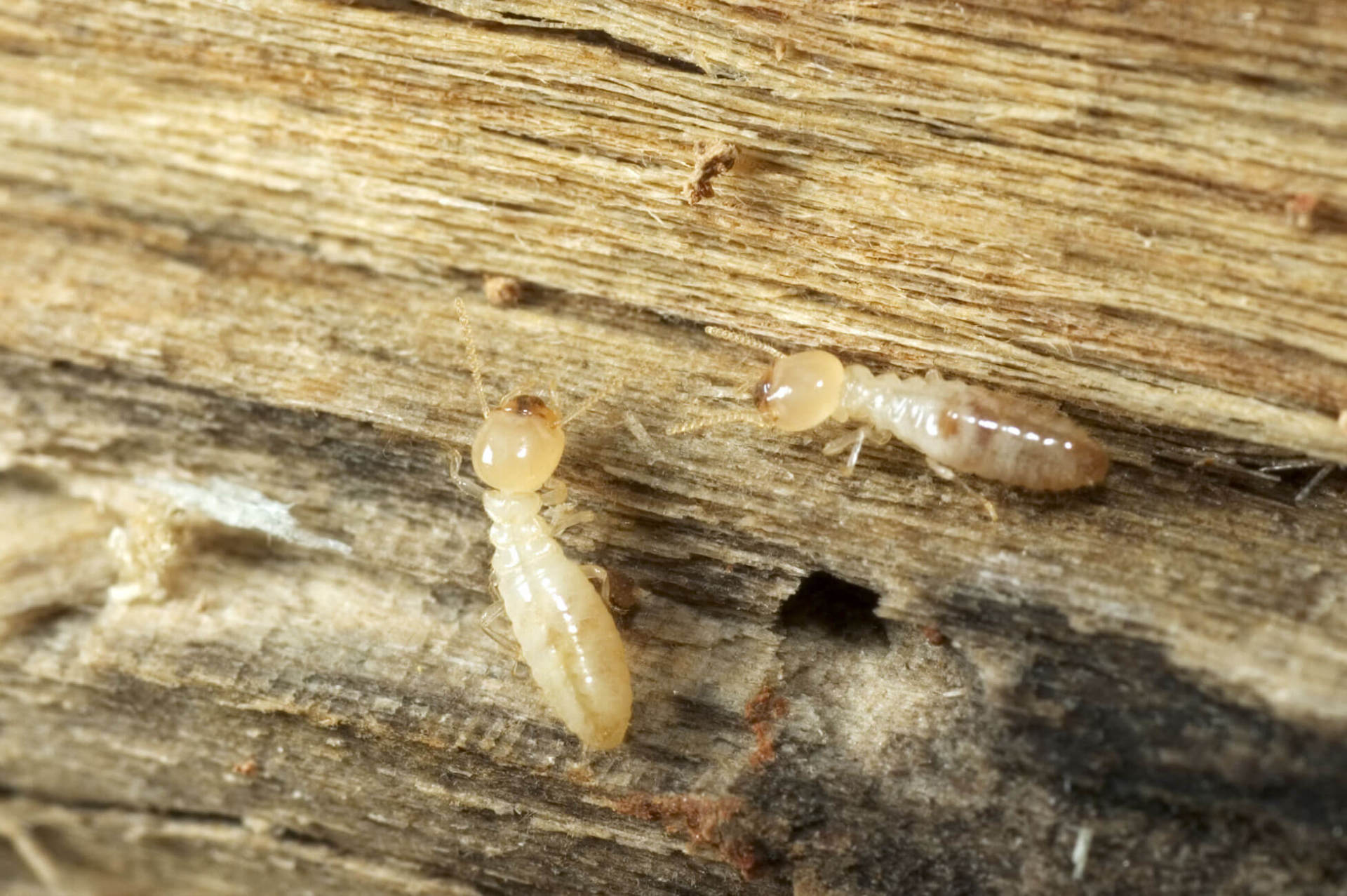 subterranean termite pest control