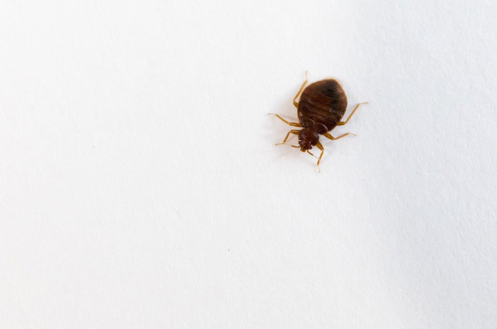 bed bug pest service