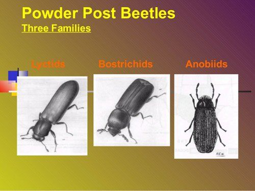 powder post beetles