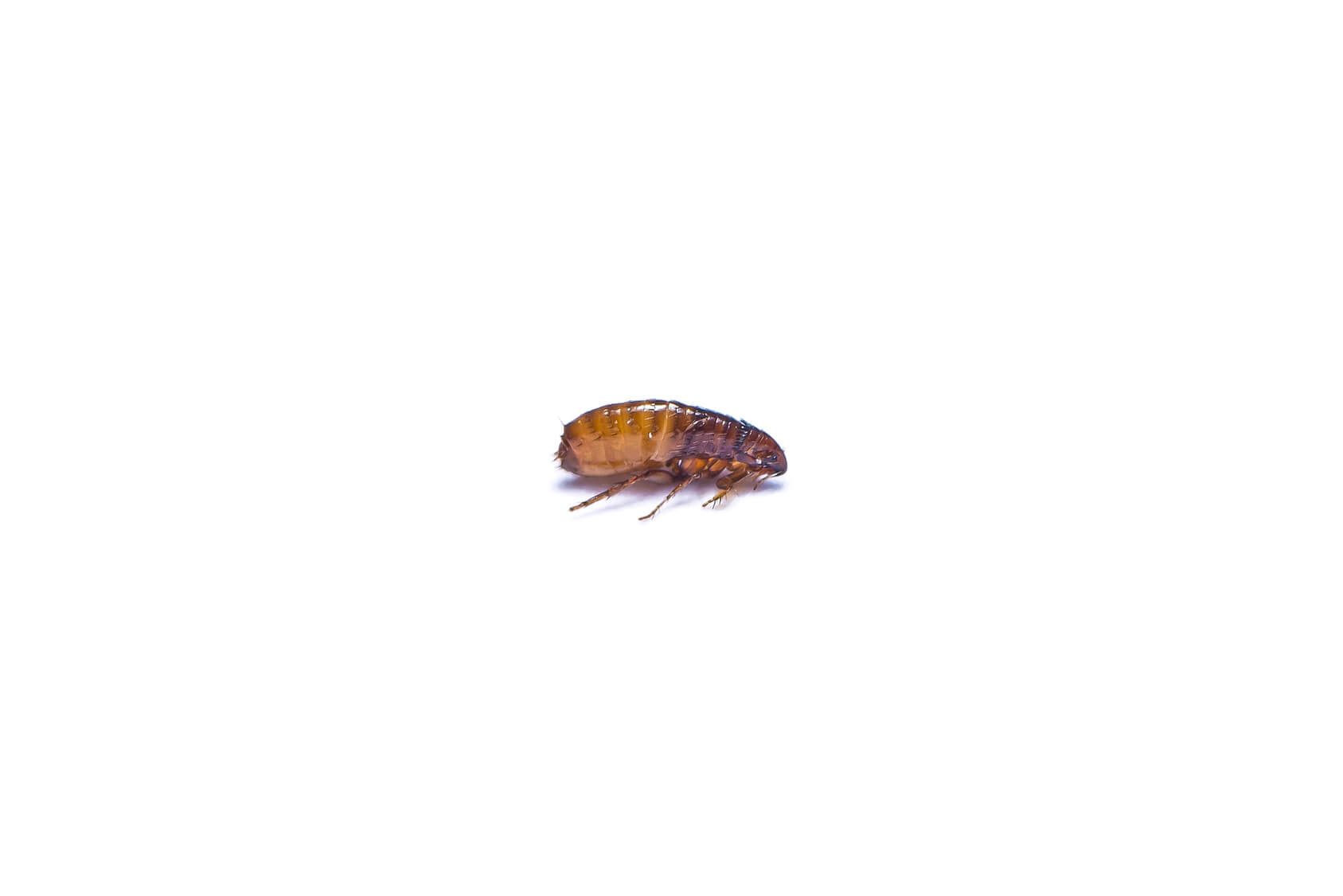 flea pest service