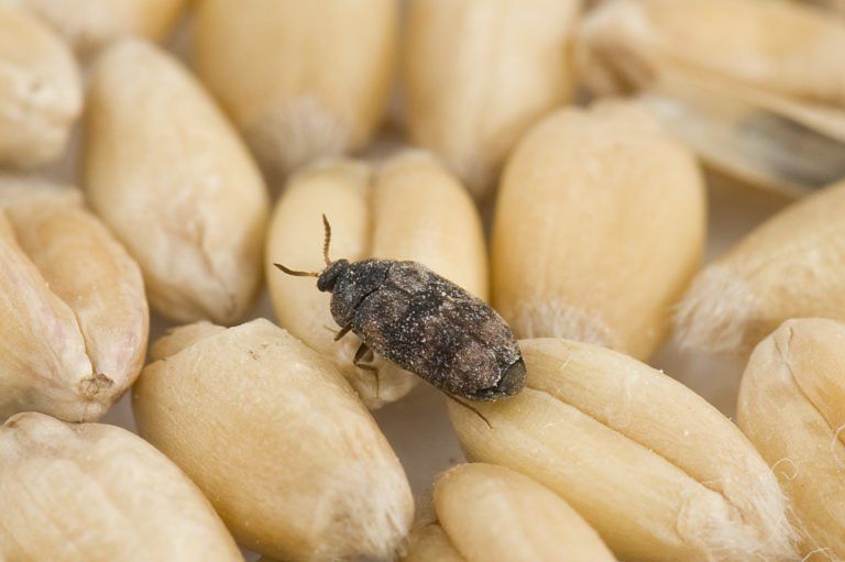 cabinet beetle pest service