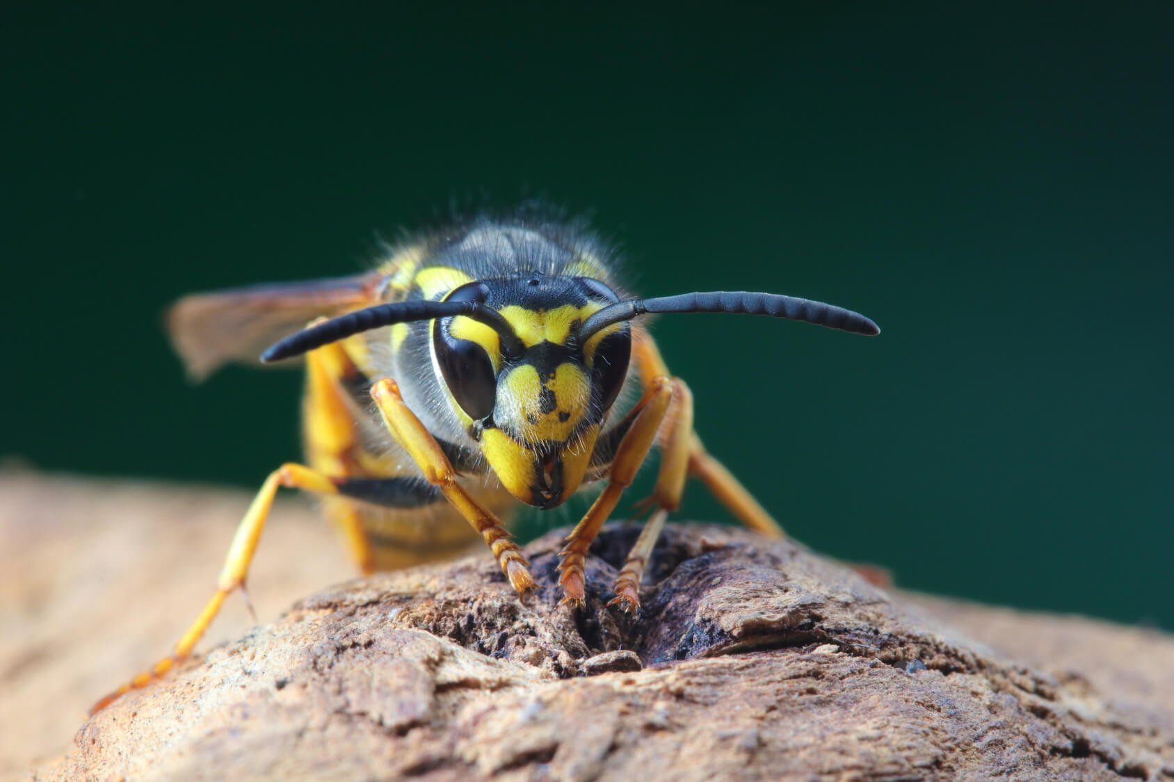 wasps pest control