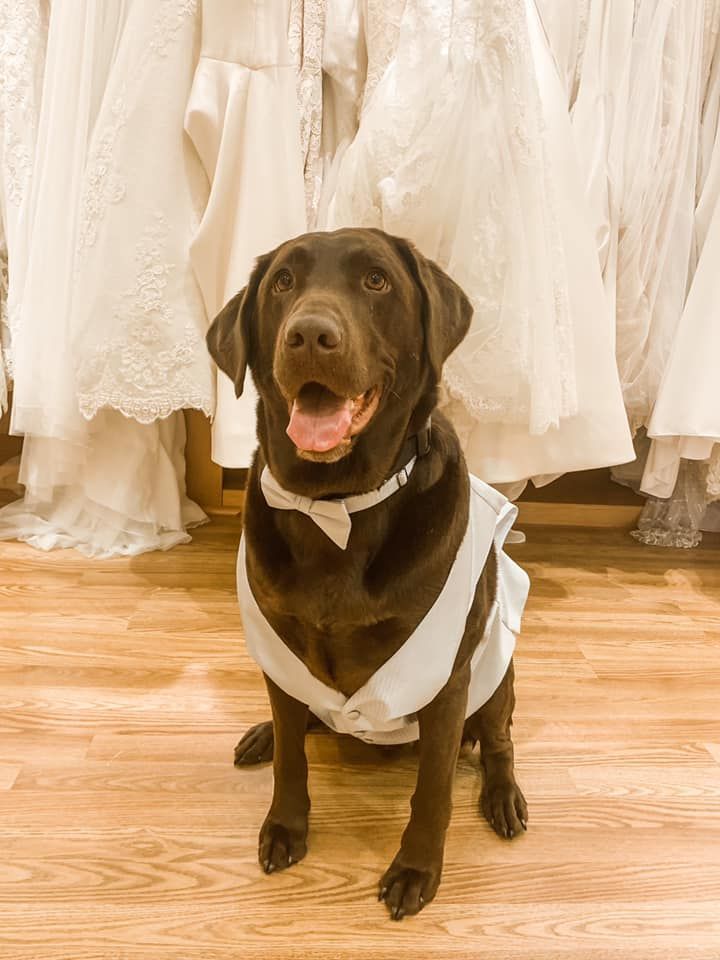 A brown dog is wearing a wedding dress and bow tie.
