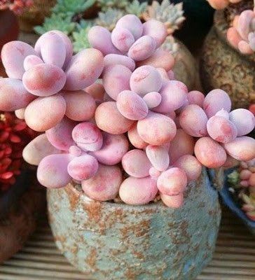 drought resistant succulents Gasteria 'Little Warty': Funky & Unique Succulent - Pet-friendly Plant   Altman Plants