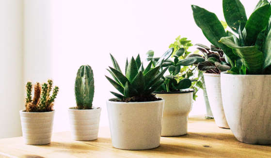 10 Succulent Plants for the Home