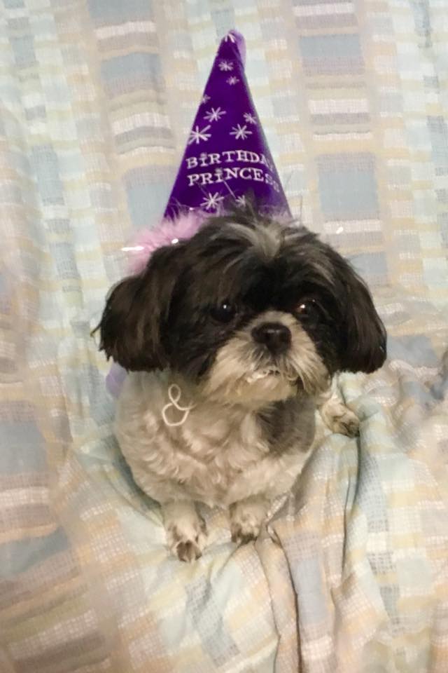 Pet Boarding in Nassau County, NY