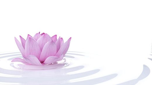 Pink lotus flower floating on rippling water. White background.