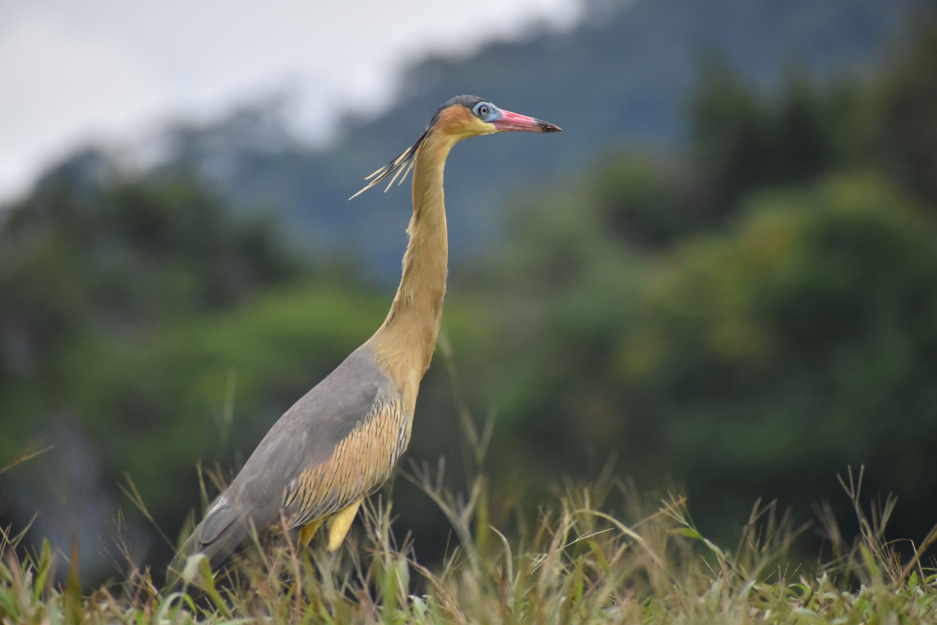 Garza ventrirrufa entre hierbas altas. Cuello largo, plumaje gris y amarillo, pico rojo. Fondo de follaje verde.