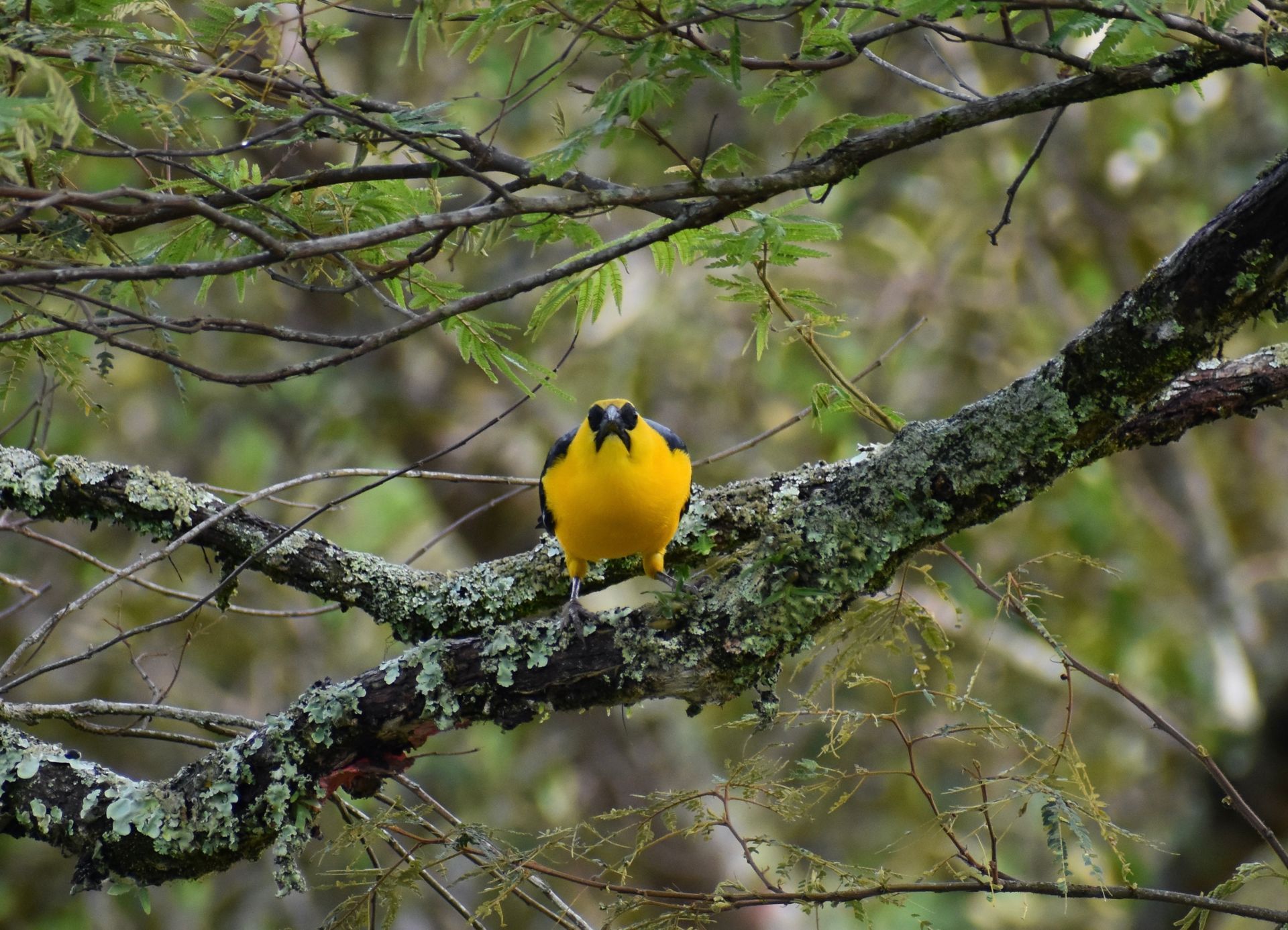 Pájaro amarillo y negro posado en una rama cubierta de musgo, mirando hacia adelante.