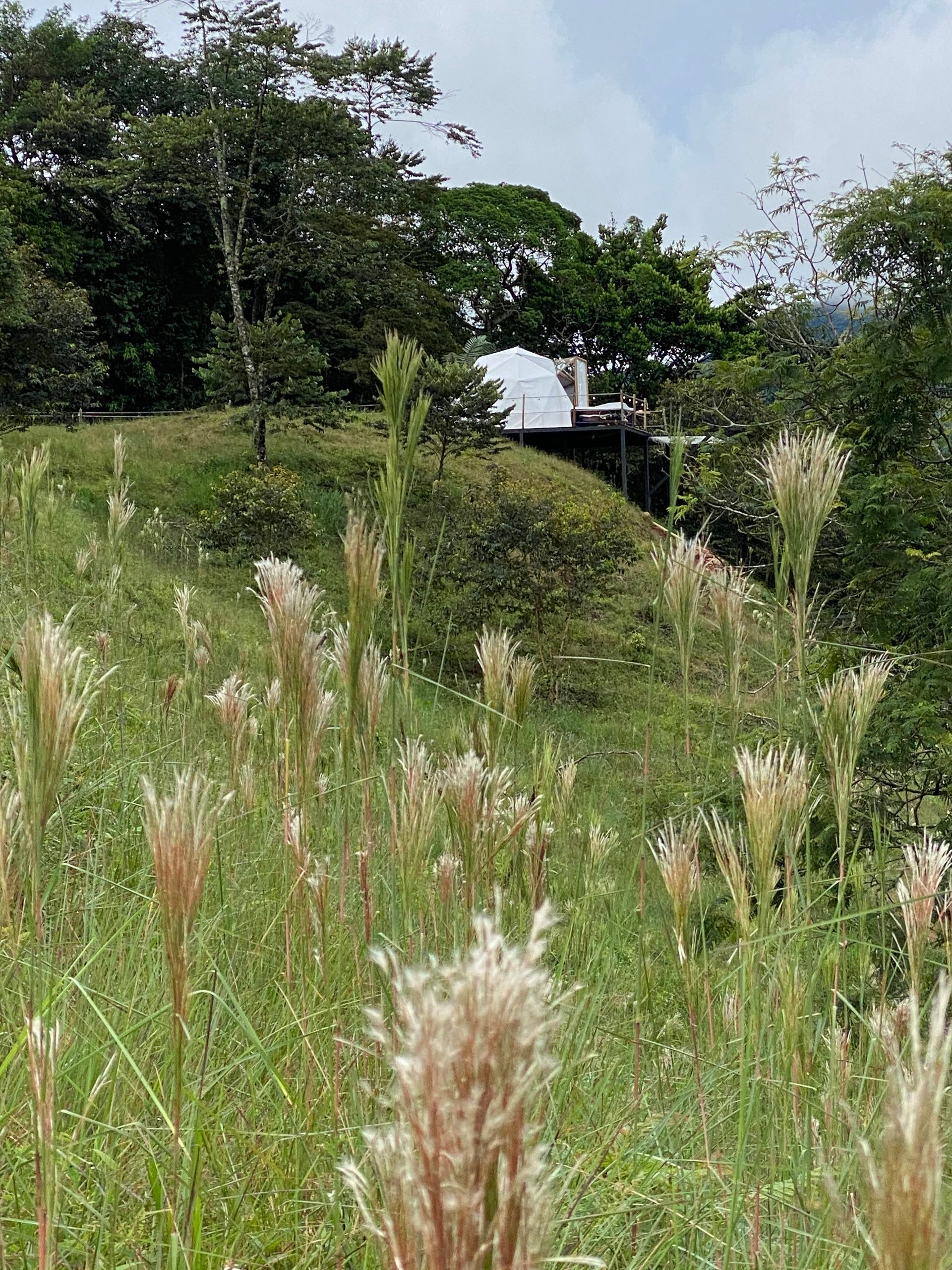 Ladera herbosa con plantas altas y plumosas en primer plano, que conduce a una estructura en la colina. Árboles alrededor.