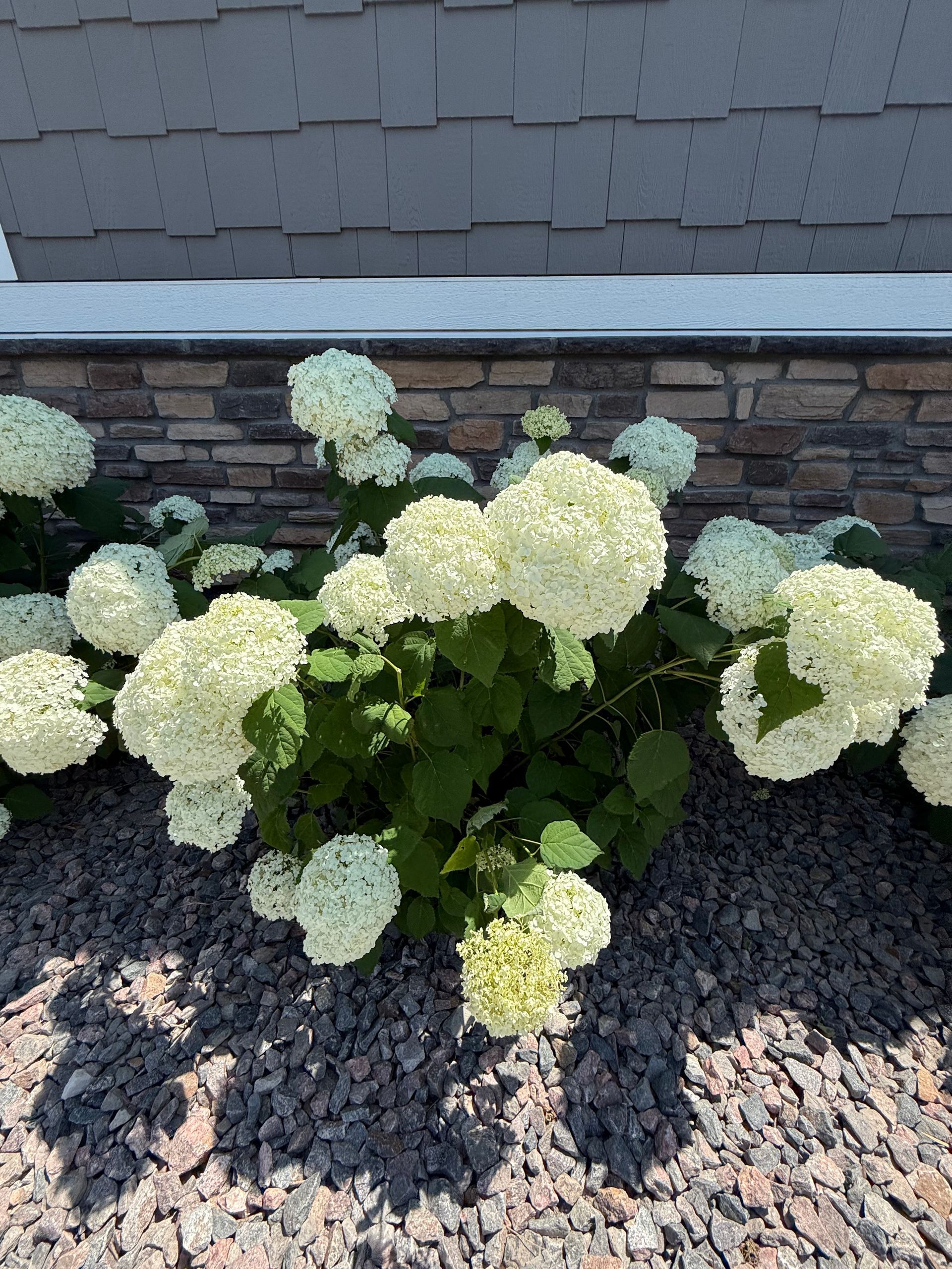 Green shrub with large, white, round flower clusters, growing against a stone wall.