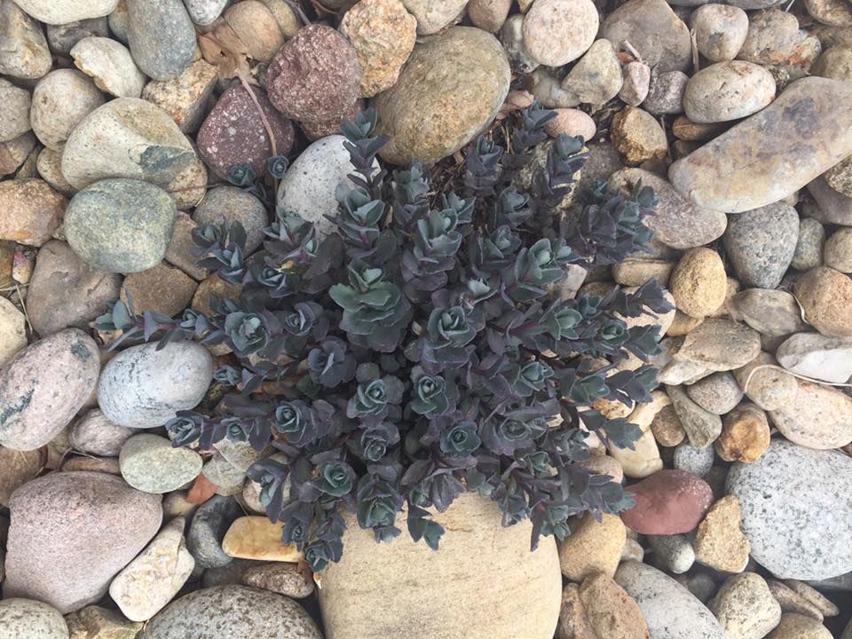 Dark purple sedum plant with rounded leaves surrounded by colorful river rocks.