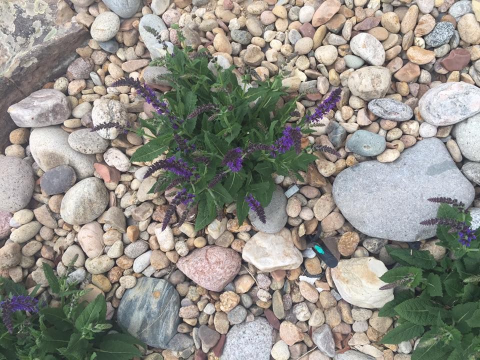 Purple-flowered plant surrounded by tan and gray rocks in a garden.