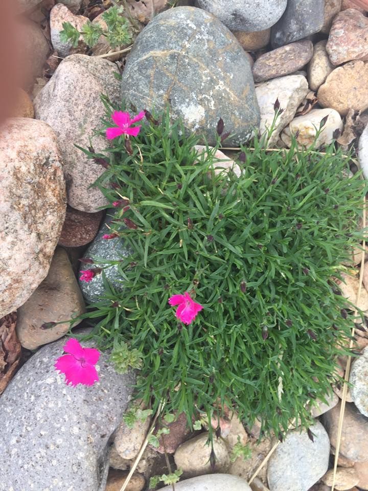 Pink flowers blooming amidst green foliage and rocks.