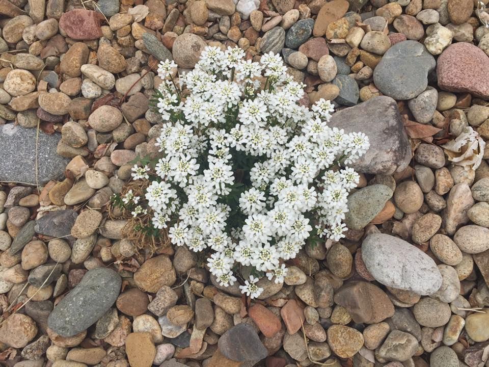 White flowering plant with a cluster of small flowers surrounded by tan and gray pebbles.
