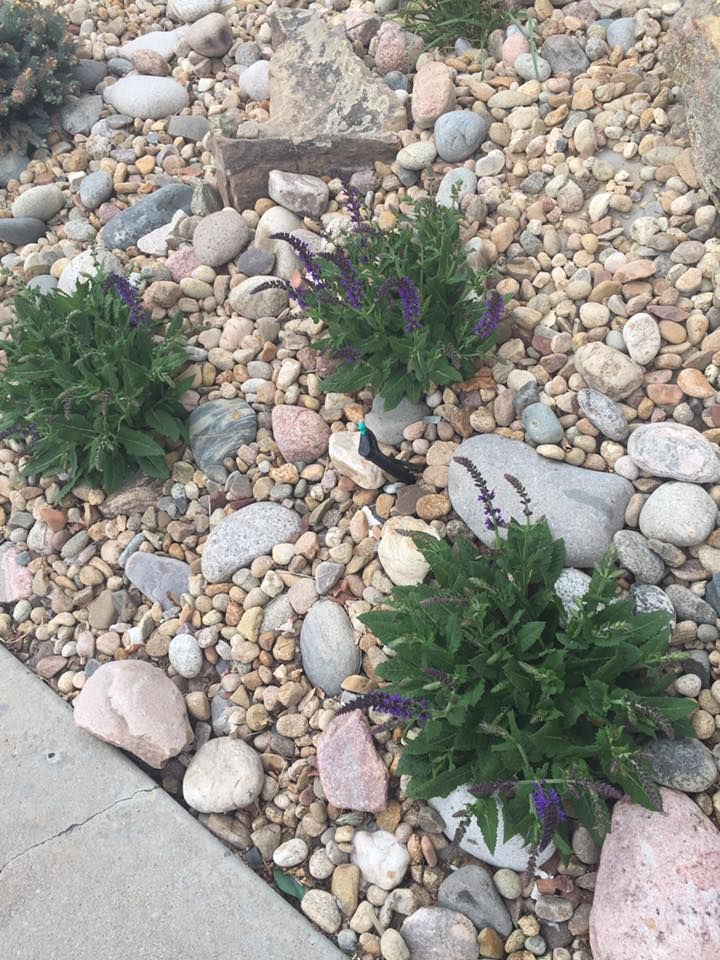 Three green bushes with purple flowers surrounded by pebbles and rocks.