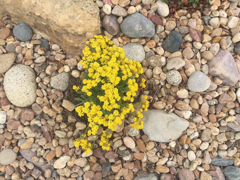 Bright yellow flowers surrounded by pebbles and rocks in a garden.
