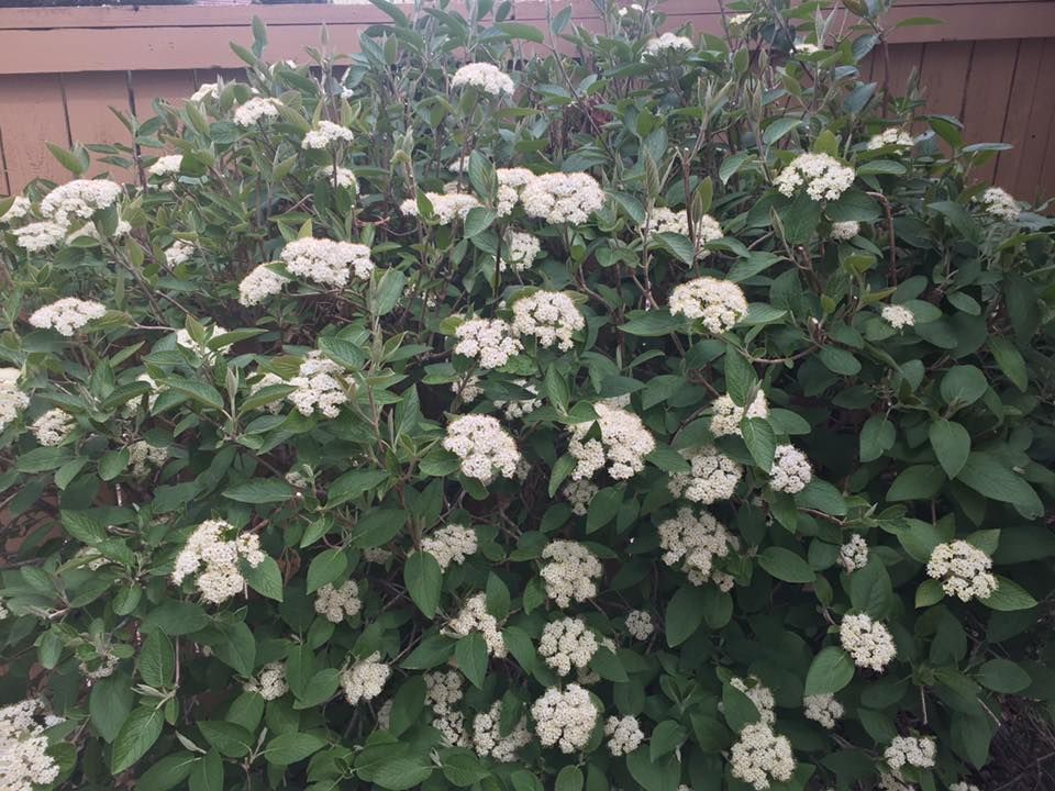 Bush with clusters of white flowers and green leaves, against a brown fence.
