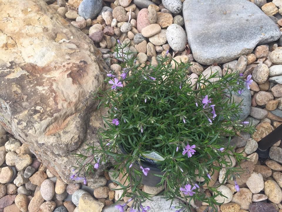 Green plant with purple flowers surrounded by rocks.