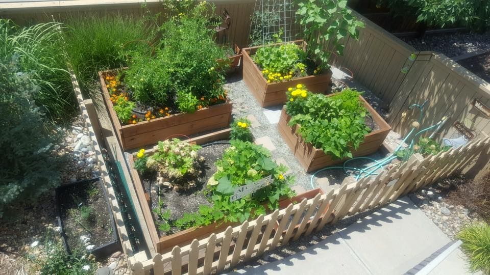 Raised garden beds with various plants surrounded by a picket fence.
