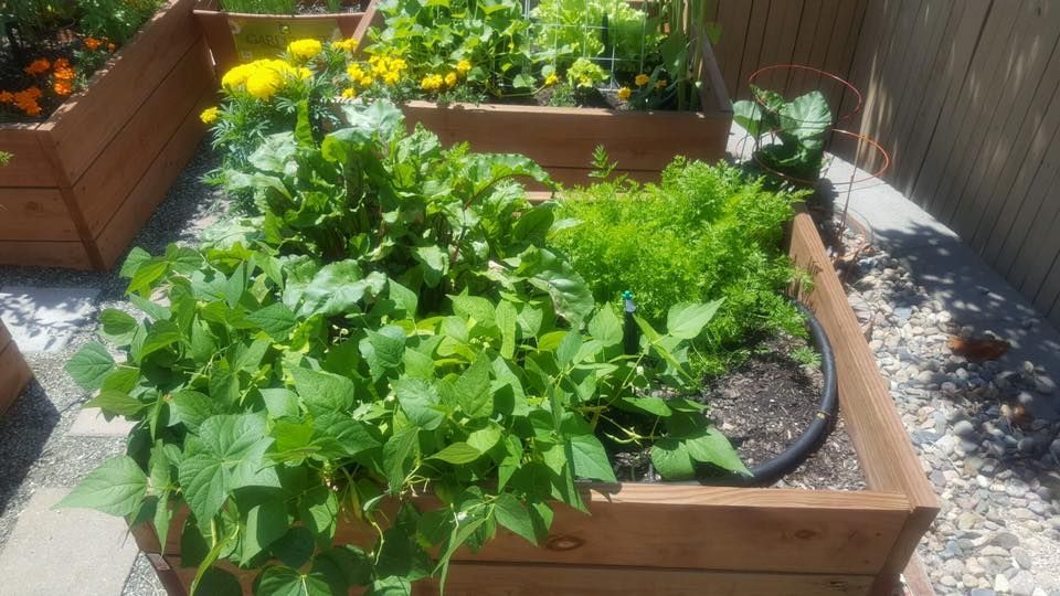 Raised garden beds with various green vegetables thriving in sunlight.