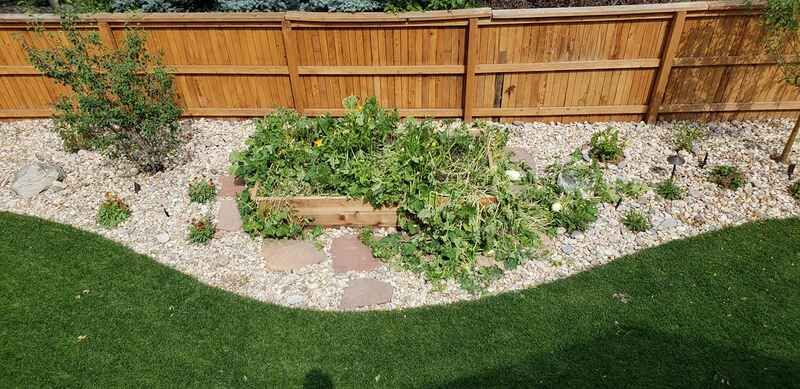 A garden bed with green plants, light-colored pebbles, and a wooden fence. The bed is bordered by green grass.