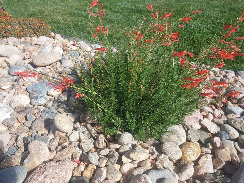 Bush with red tubular flowers surrounded by rocks in a garden bed.