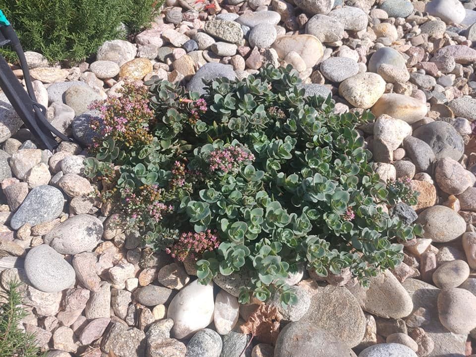Green succulent plant with pinkish buds surrounded by pebbles.