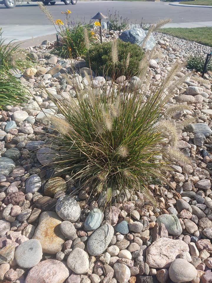 A round ornamental grass with fluffy seed heads in a rock garden.