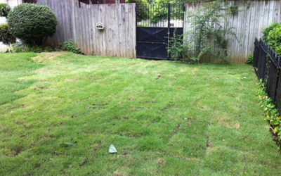 Grassy backyard with a wooden fence, black gate, and shrubs along the edges