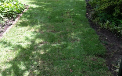 Sunlit grassy path bordered by shrubs and tree shadows