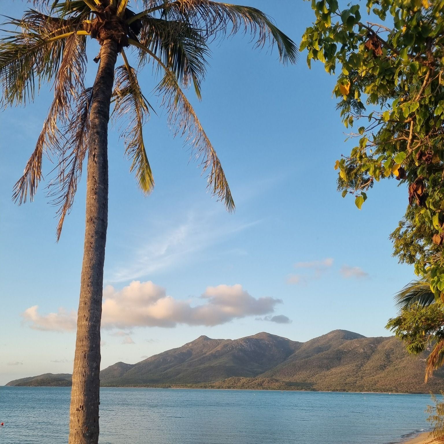 Palm Tree on Beach Mountains in Background — The Beach Bar and Restaurant at Montes in Cape Gloucester, QLD