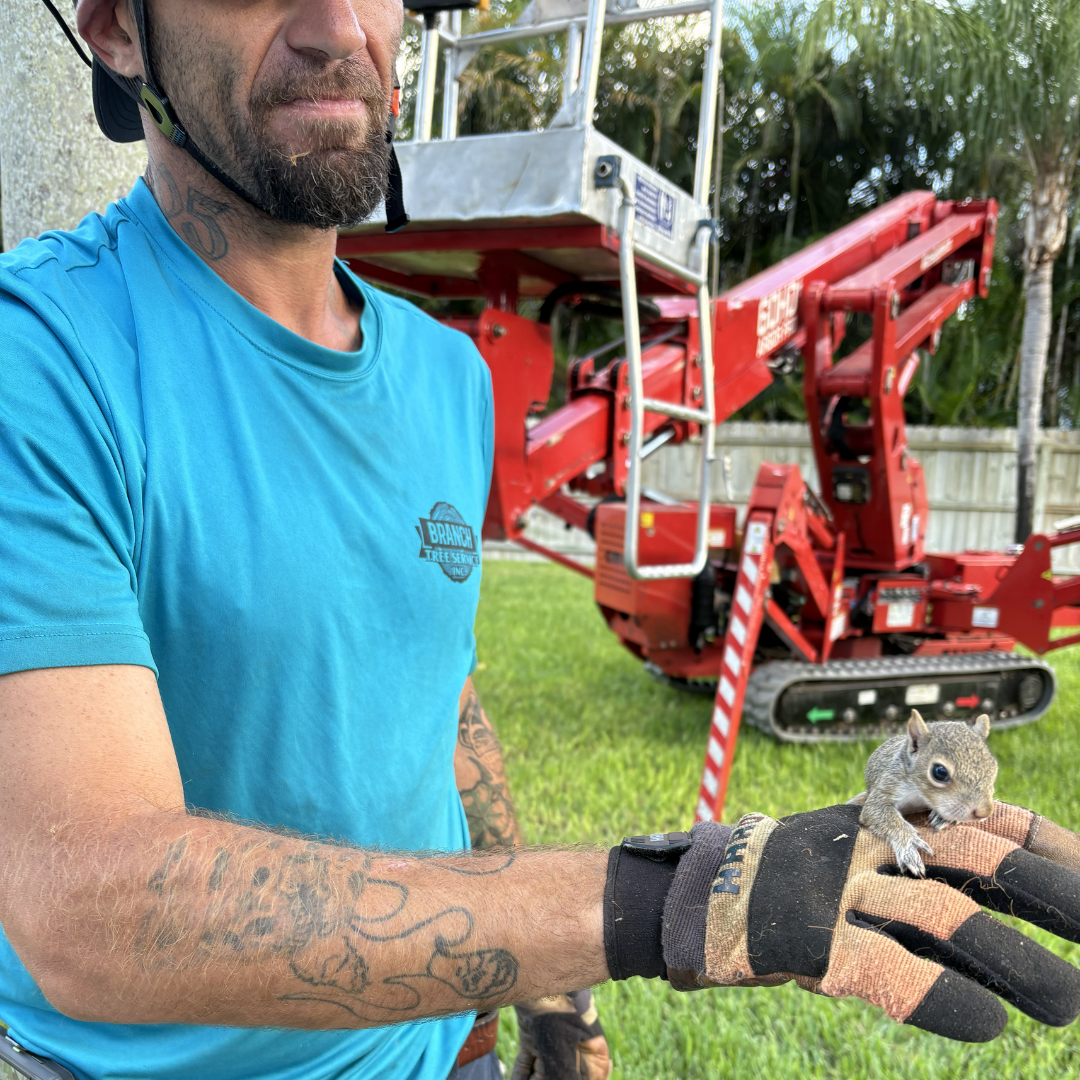 Man in blue shirt holding a small squirrel, next to a red lift in a grassy yard.