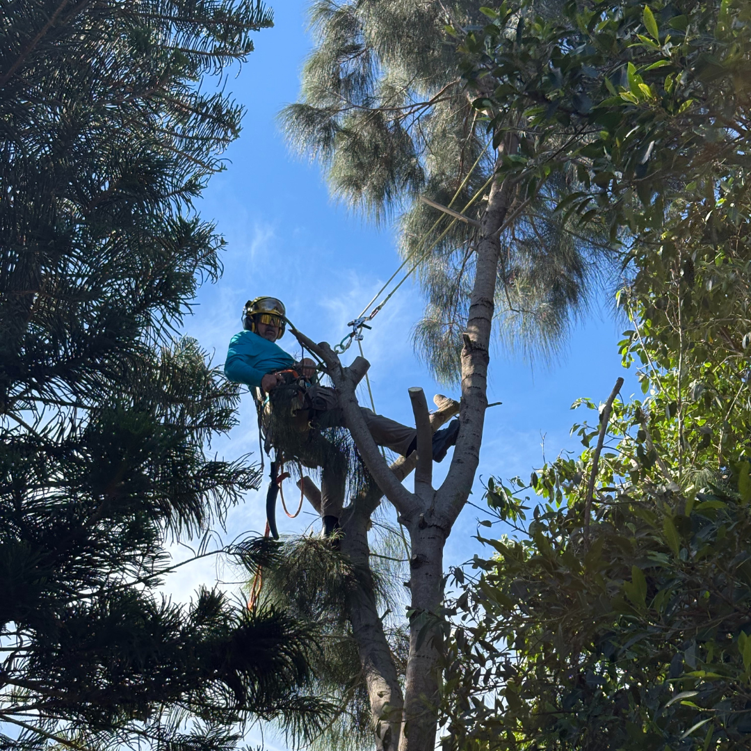 Pile of freshly cut tree logs in a forest, some upright, others on the ground, brown and textured.