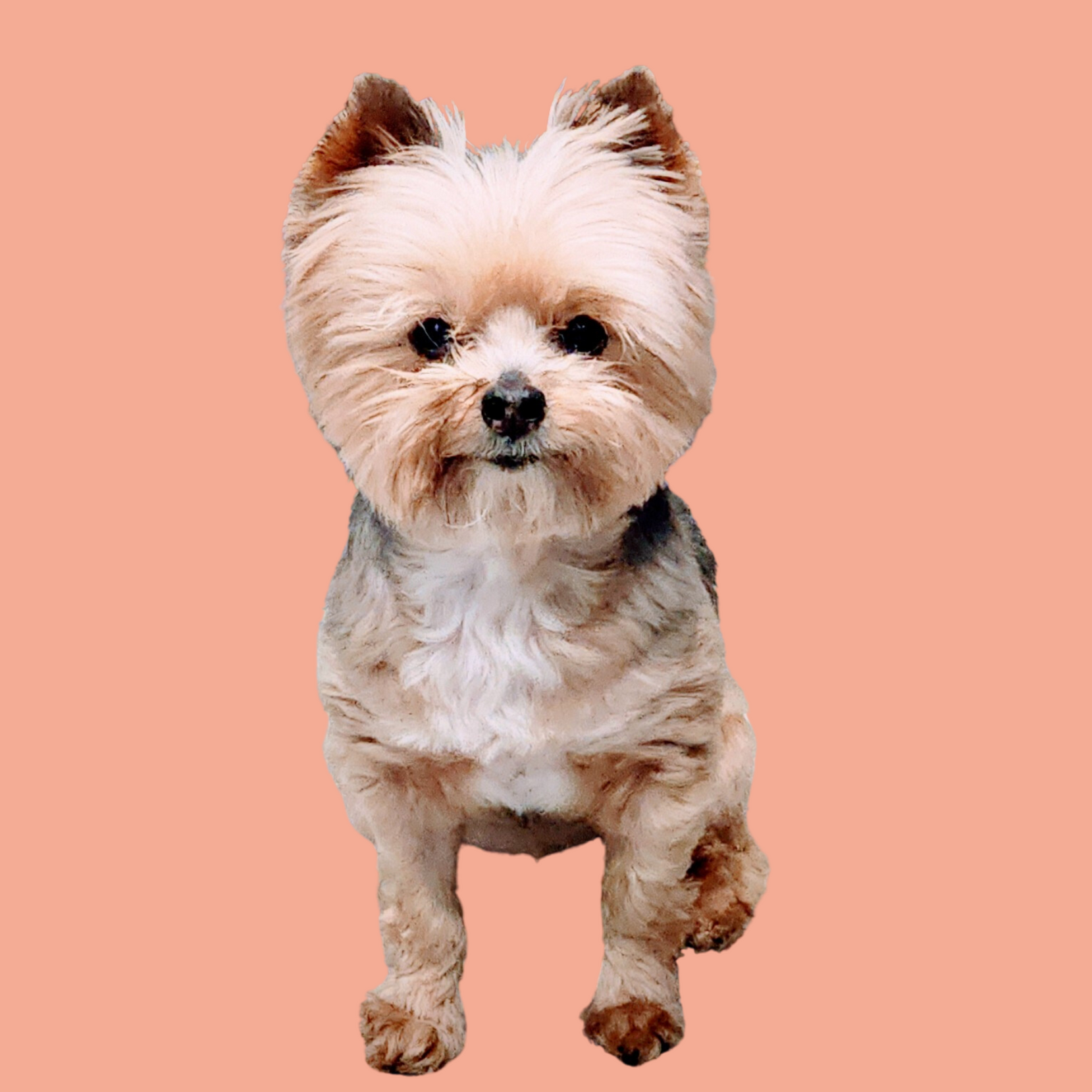 a small brown and white dog is standing on a pink background and looking at the camera .