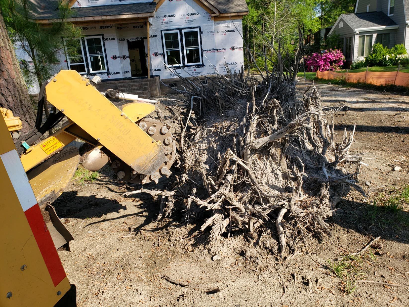 Before root chasing — Chesapeake, VA — The Stump Grinders