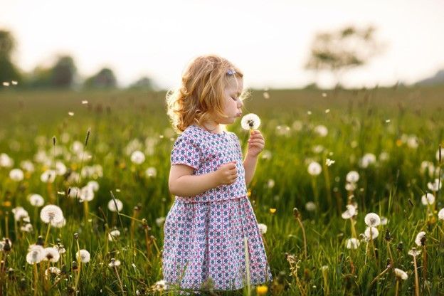 Young girl in field with dandelion.