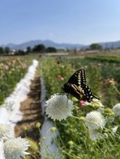 A monarch butterfly lands on a flower with rows of planted flowers and the Taos mountains in the background.