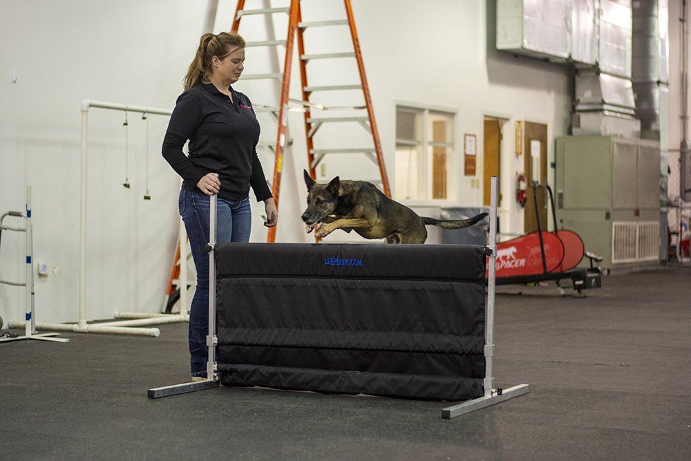 Sit Now Stay Professional Dog Training in Kansas City