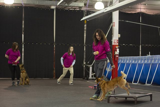 Sit Now Stay Group Training For dogs 640w