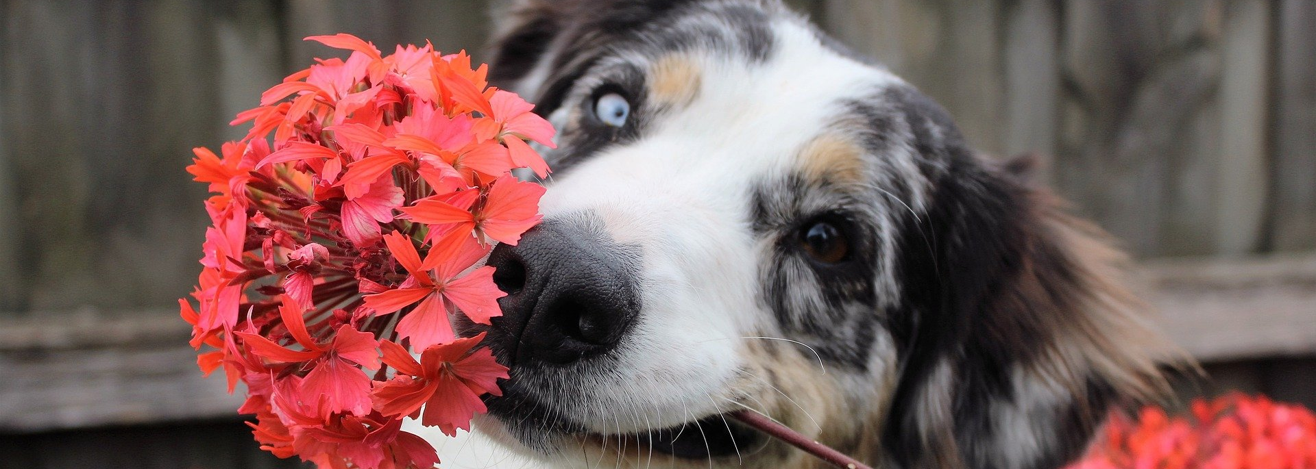 Dog Holding Flower in Mouth, Tilting Head