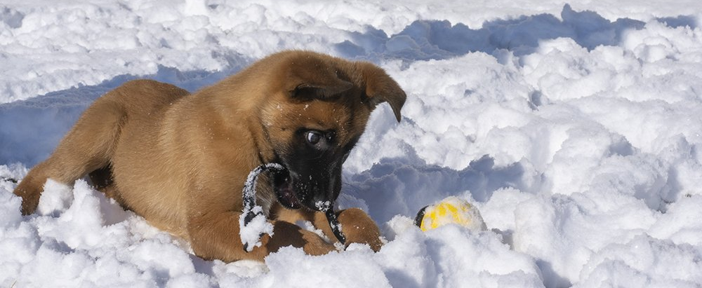Dog Playing in Snow