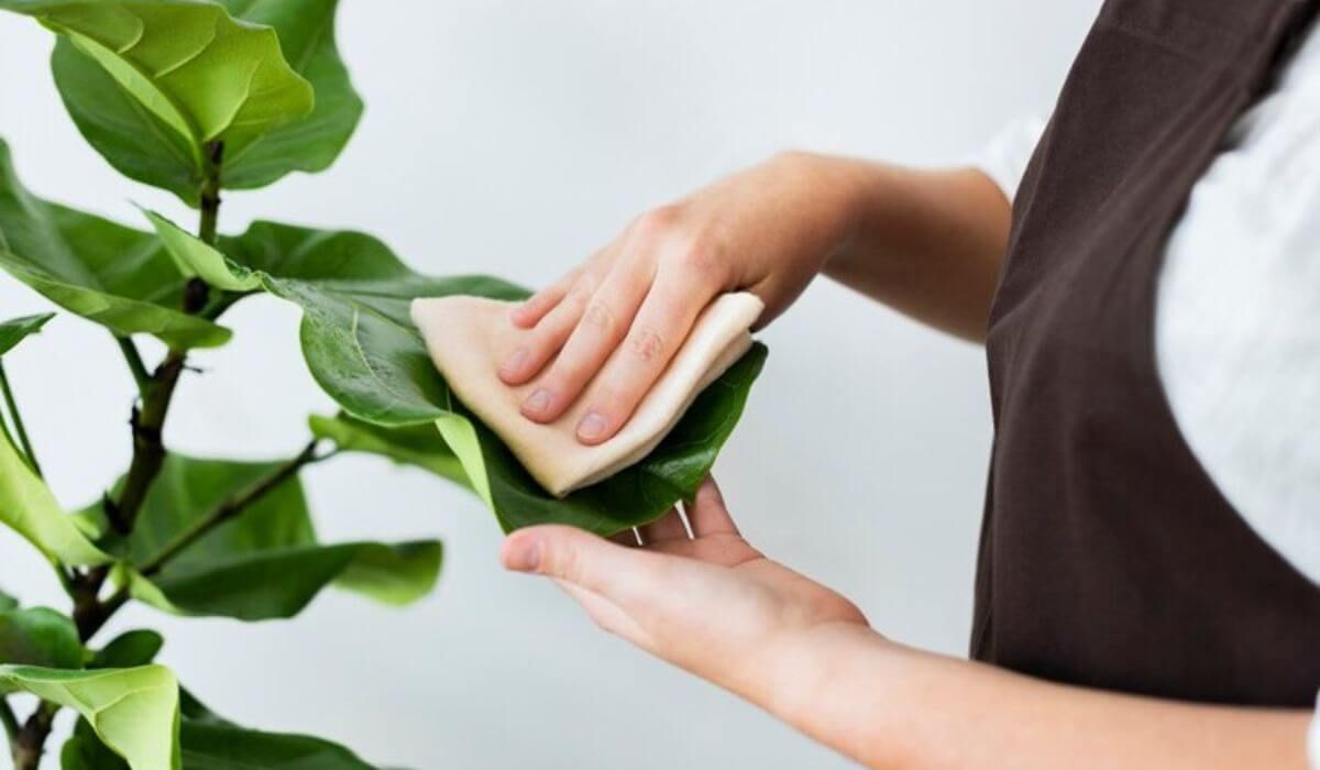 cleaning staff using eco products