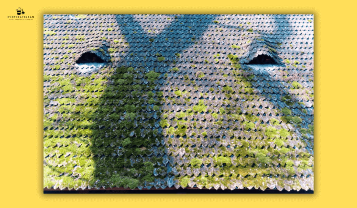 Close-up of algae and moss buildup on aged clay roof tiles showing common dirt accumulation.
