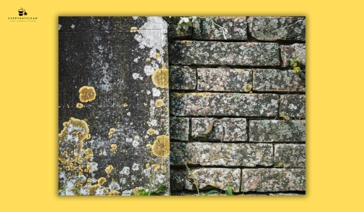 mould mildew exterior wall