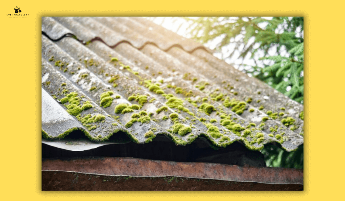 roof anti moss spray