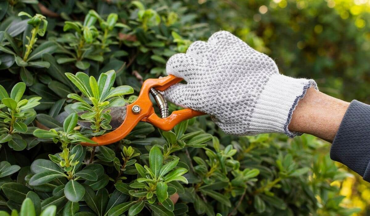 Trim garden before winter