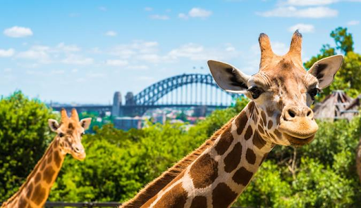 Take a Ferry Ride to Taronga Zoo
