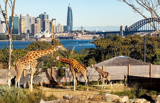 5. Taronga Zoo
