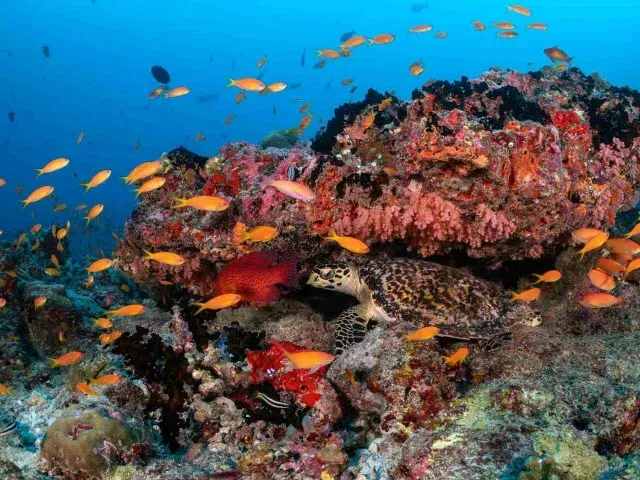 Holiday Inn Resort Kandooma Maldives